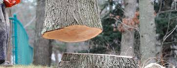 Best Tree Removal  in First Mesa, AZ